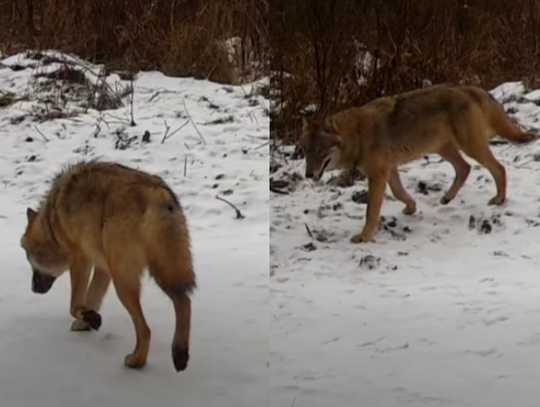 Wilk wrócił do naszych lasów? Leśnicy pokazali nagranie WIDEO