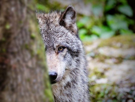 Wilki coraz bliżej ludzi. Pojawiły się ostrzeżenia