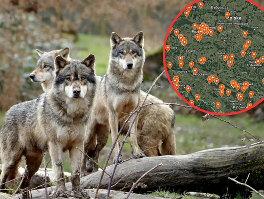 Wilki jak „elitarne wojska”. To tam można spotkać niebezpieczną WATAHĘ