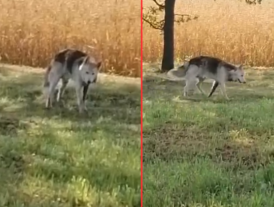 Wilki pod Kaliszem!” Bałam się, oglądałam się za siebie” WIDEO