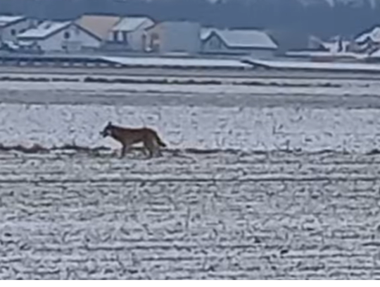 Wilki pod Kaliszem. Zima i instynkt „wygania” je z lasu Wilki pod Kaliszem. Zima i instynkt „wygania” je z lasu