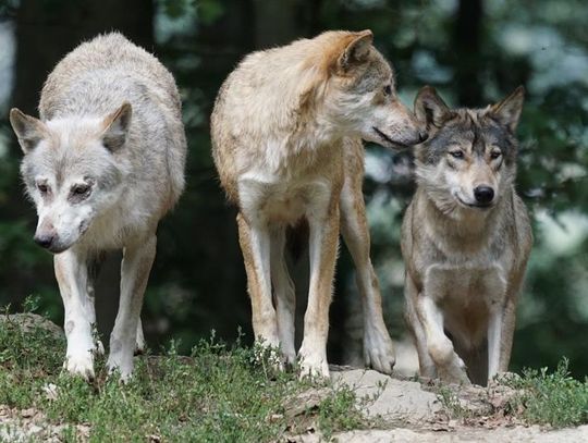 Wilki w okolicach Kalisza? Drapieżników będzie więcej WIDEO