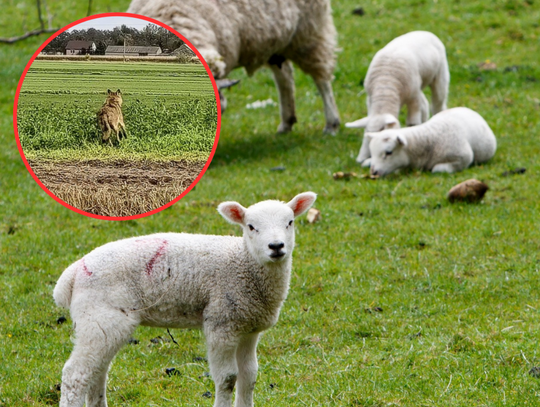 Wilki zaatakowały w zagrodzie? „ One leżały rozszarpane” Wilki zaatakowały w zagrodzie? „ One leżały rozszarpane”