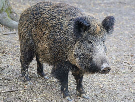 Wirus ASF dotarł do Wielkopolski. Wojewoda apeluje do hodowców