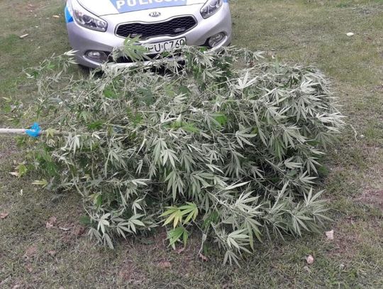 Wpadli przez kontrolę drogową. Policjanci zlikwidowali dwie plantacje (ZDJĘCIA)