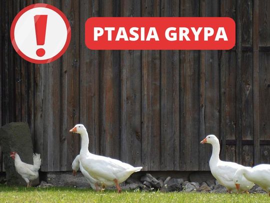 Wróciła ptasia grypa. Pierwszy raz w środku lata