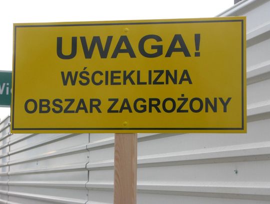 Wścieklizna zagraża Kaliszowi. Stan alarmowy przez 3 miesiące