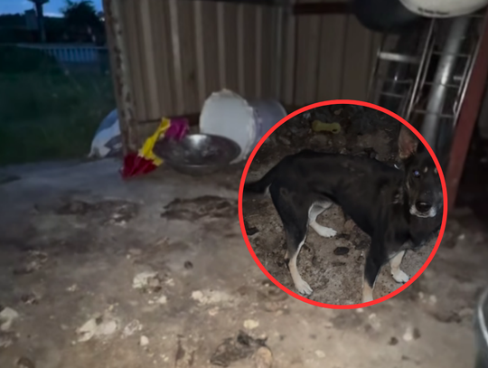 ,,Wy się nie wstydzicie?'' Szokująca interwencja DIOZ obok Kalisza