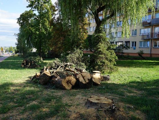 Wycinka i nowe nasadzenia. Zmiany w zieleni przez budowę ronda turbinowego