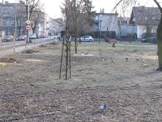 Wycinka na Skwerze Sybiraków. Drzewa były chore, będą nowe nasadzenia