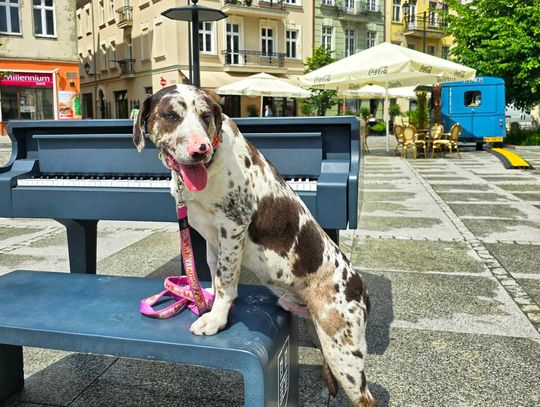 Nowe wydarzenie dla zwierzolubów. Takiego czegoś jeszcze w Kaliszu nie było!