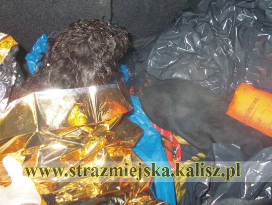 Wyłowili zmarznięte zwierzę z Prosny
