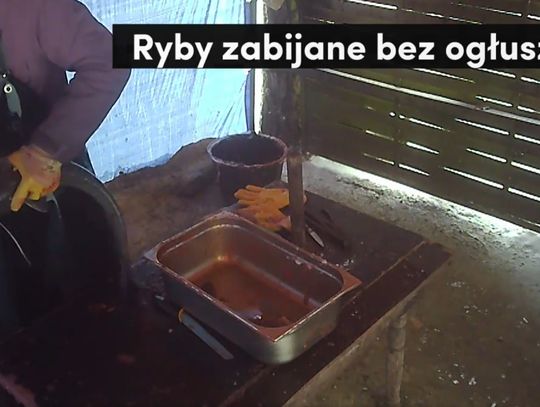 Zabijał karpie bez ogłuszania. Na jaw wyszło coś jeszcze