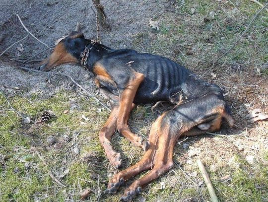 Zabił psa ze szczególnym okrucieństwem. Jest wyrok dla zwyrodnialca