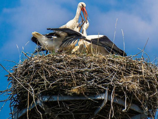 Zaczął się ruch w bocianich gwiazdach. Po zimie wracają do Polski Zaczął się ruch w bocianich gwiazdach. Po zimie wracają do Polski