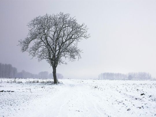 Zamarzł na polu