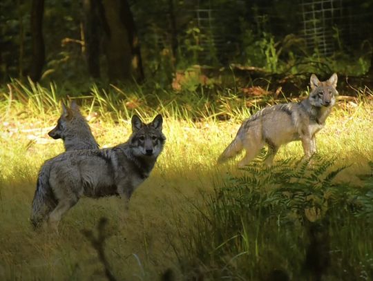 „Zaobserwowano bytującą watahę wilków”. Myśliwi OSTRZEGAJĄ