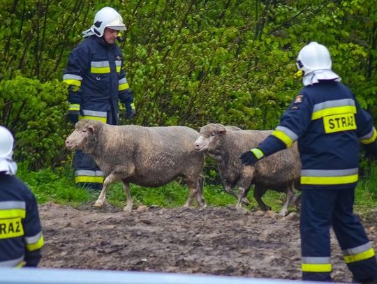 Zderzenie na krajowej „11”. Z transportu uciekły owce ZDJĘCIA