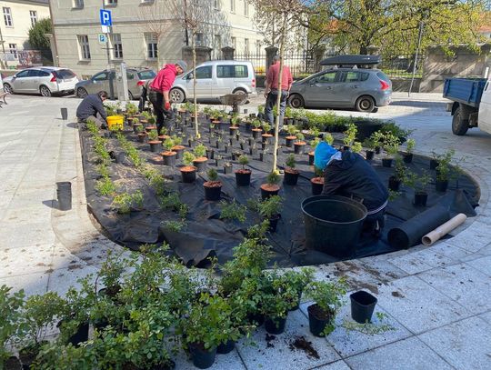 Zielona ul. Zamkowa. Trwają nasadzenia ZDJĘCIA