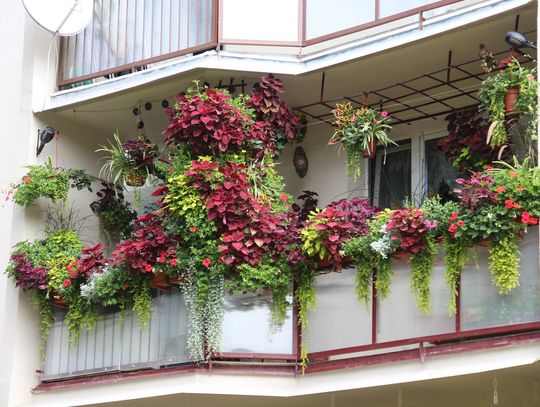 ,,Zielony Kalisz'' - nagrodzono najpiękniejsze ogrody i balkony