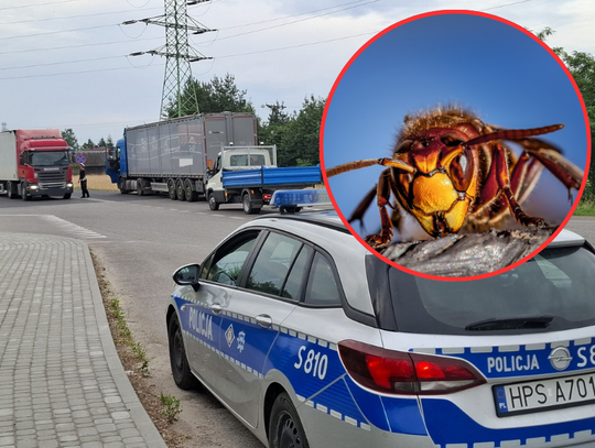 Zmarł po użądleniu owada. Dramatyczna walka z czasem