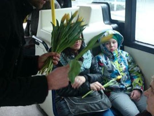 Żółty tulipan od KLA ZDJĘCIA