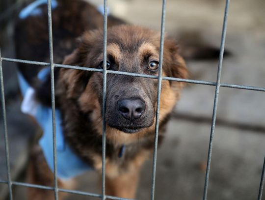 Zwierzaki w kaliskim schronisku czekają! Epidemia koronawirusa nie utrudnia adopcji