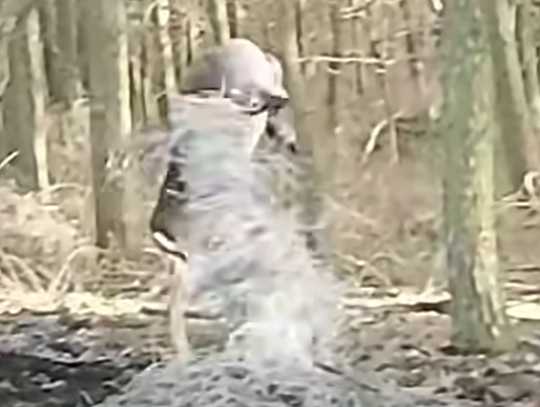 Zwierzę w sidłach. Skutek wyrzucania śmieci