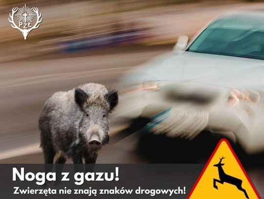ZWOLNIJ, zanim wyskoczy z lasu