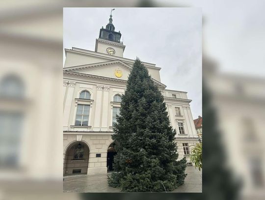 Żywa i pachnąca! Miejska choinka stanęła na Głównym Rynku