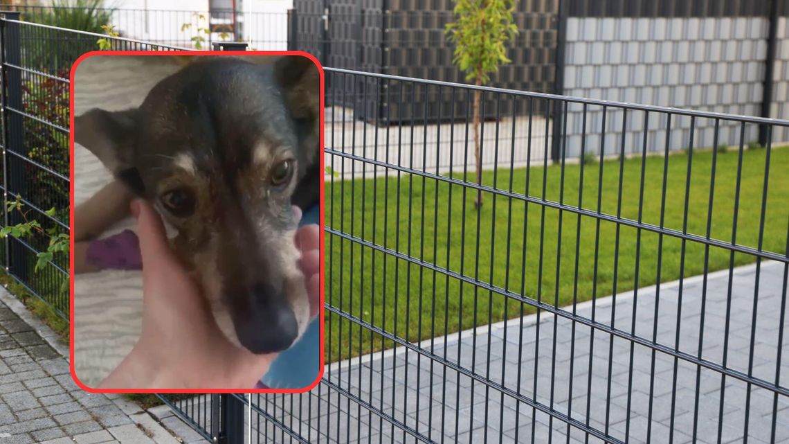 ALARM na Zagorzynku. ,,Trucizna jest wrzucana na podwórko przez płot'' KALISZANKA OSTRZEGA