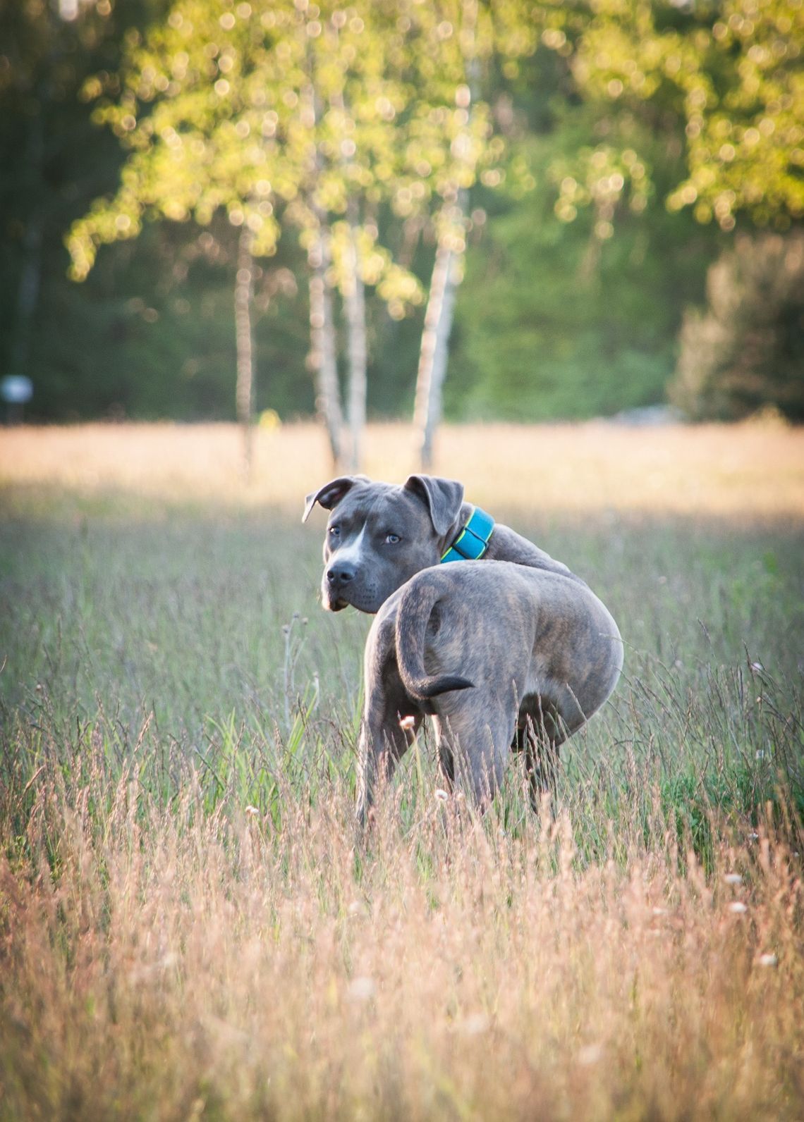 Amstaff pogryzł dziecko. Dziewczynka broniła swojego psa