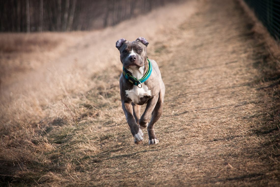 Amstaffy biegają luzem po Polach Marsowych. Doszło do ataków!