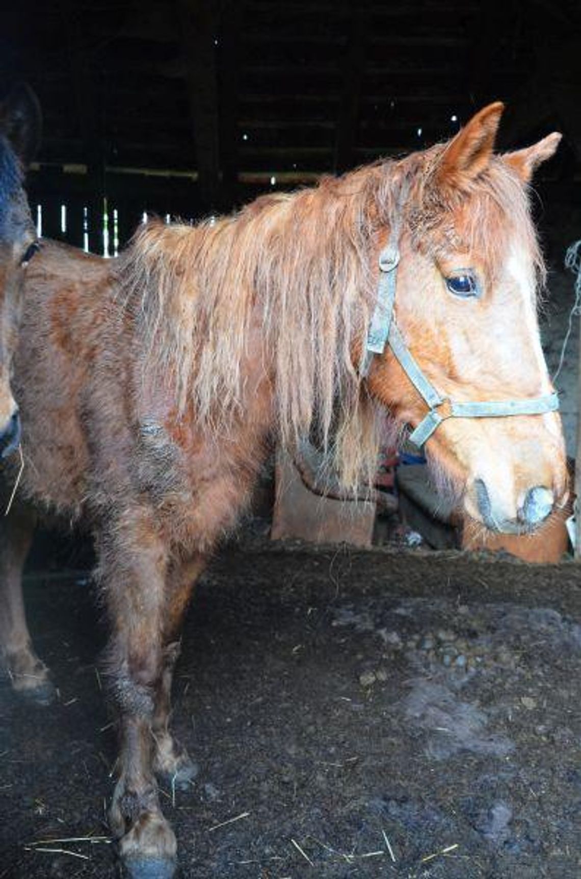 Animalsi: gospodarz znęca się nad końmi ZDJĘCIA