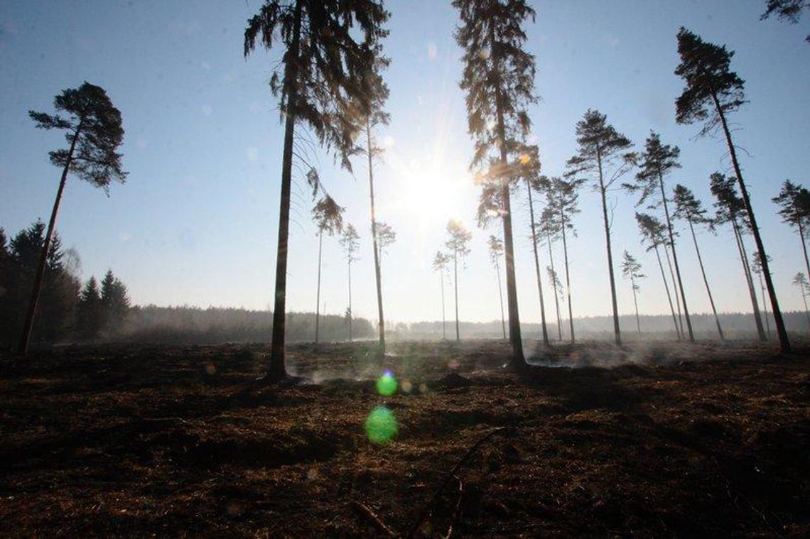 Antonin: kilkanaście godzin gasili las