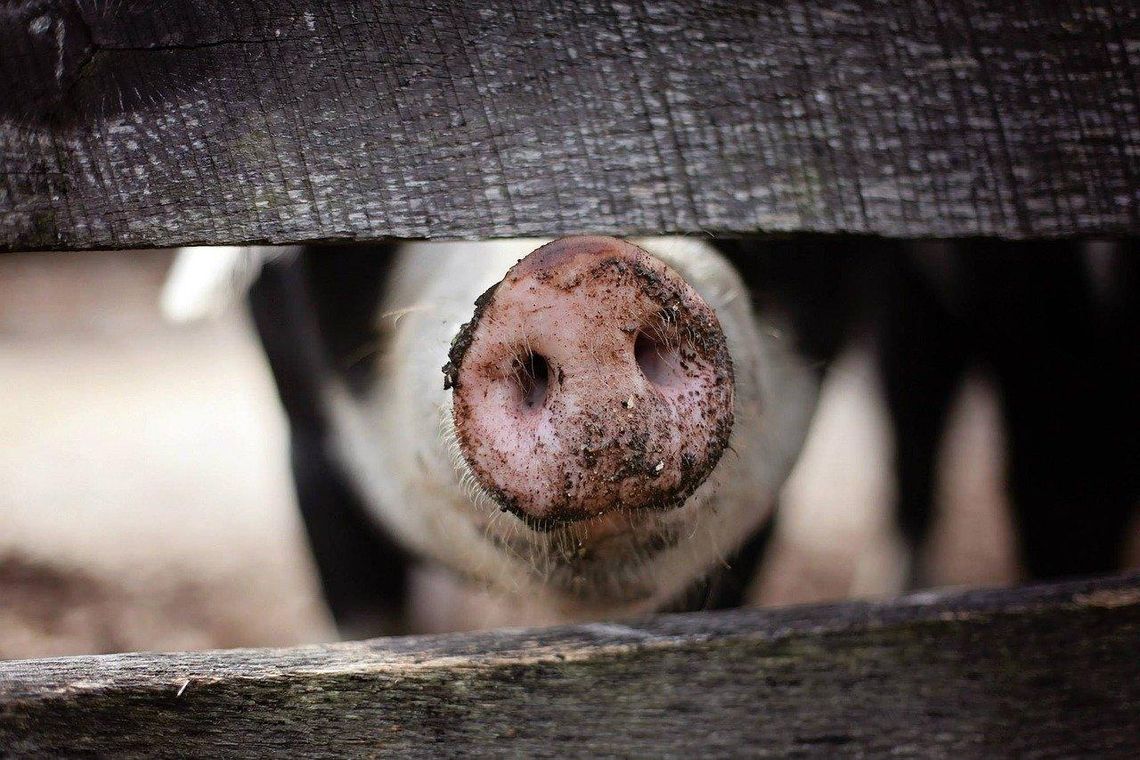 ASF w gminie Blizanów. Zabito ponad sto świń, teren wokół Łaszkowa strefą zagrożenia