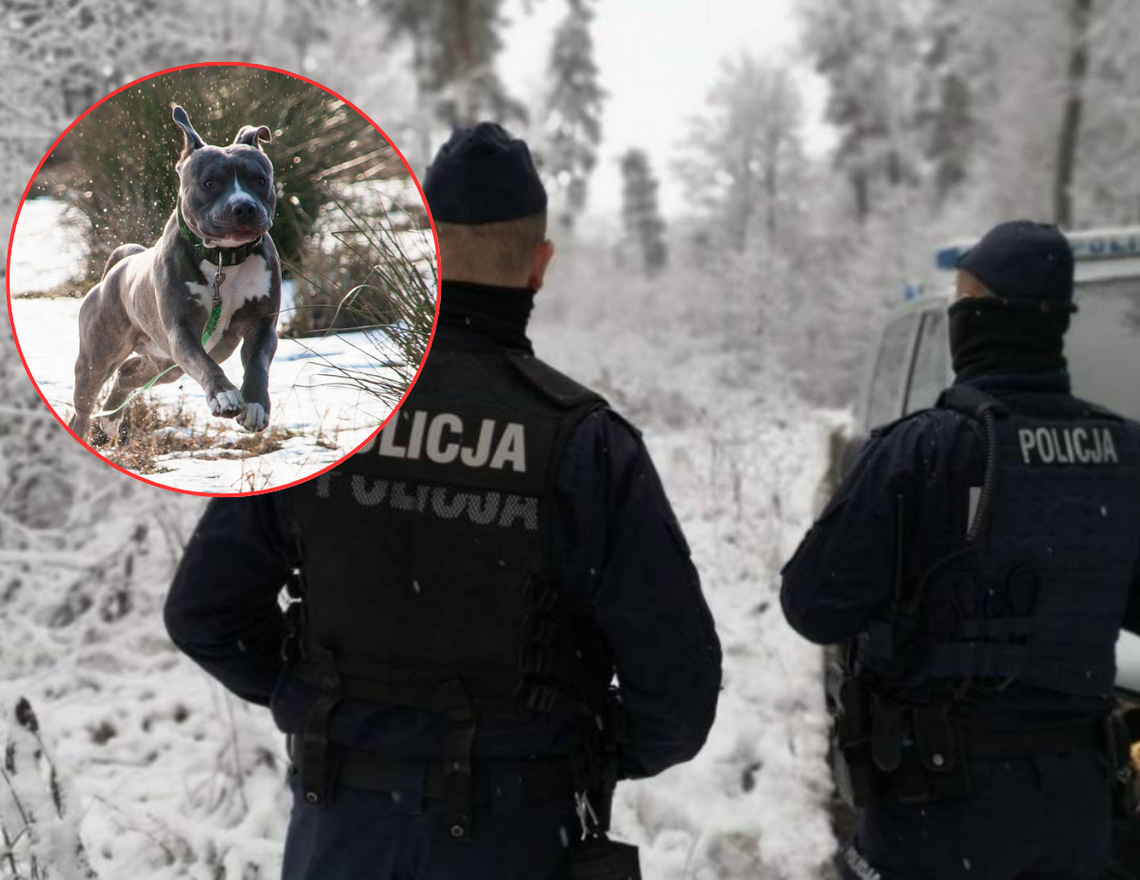 Atak groźnego psa. „Szarpało i atakowało dłonie”