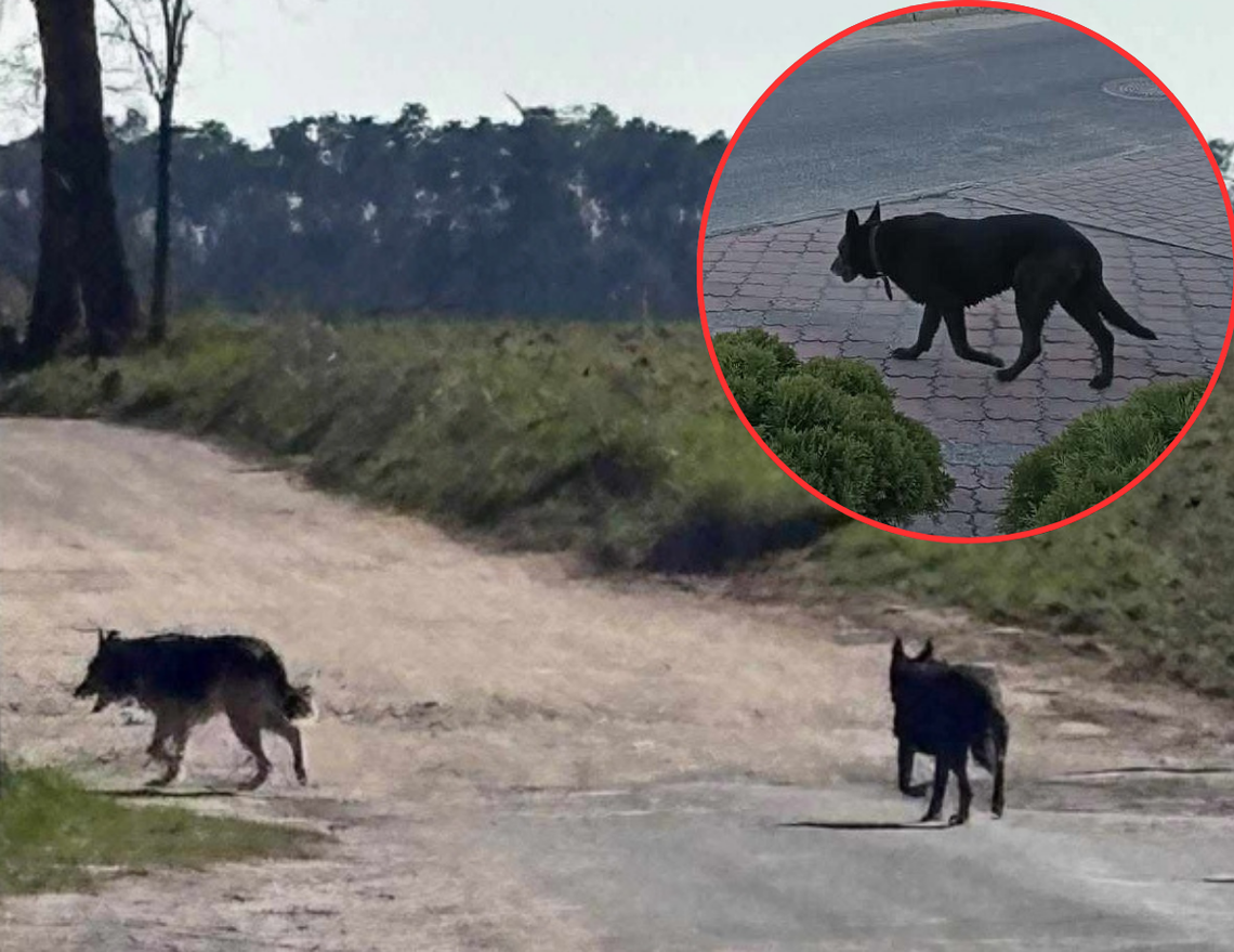 Atak groźnych psów. Straż wydała KOMUNIKAT Atak groźnych psów. Straż wydała KOMUNIKAT