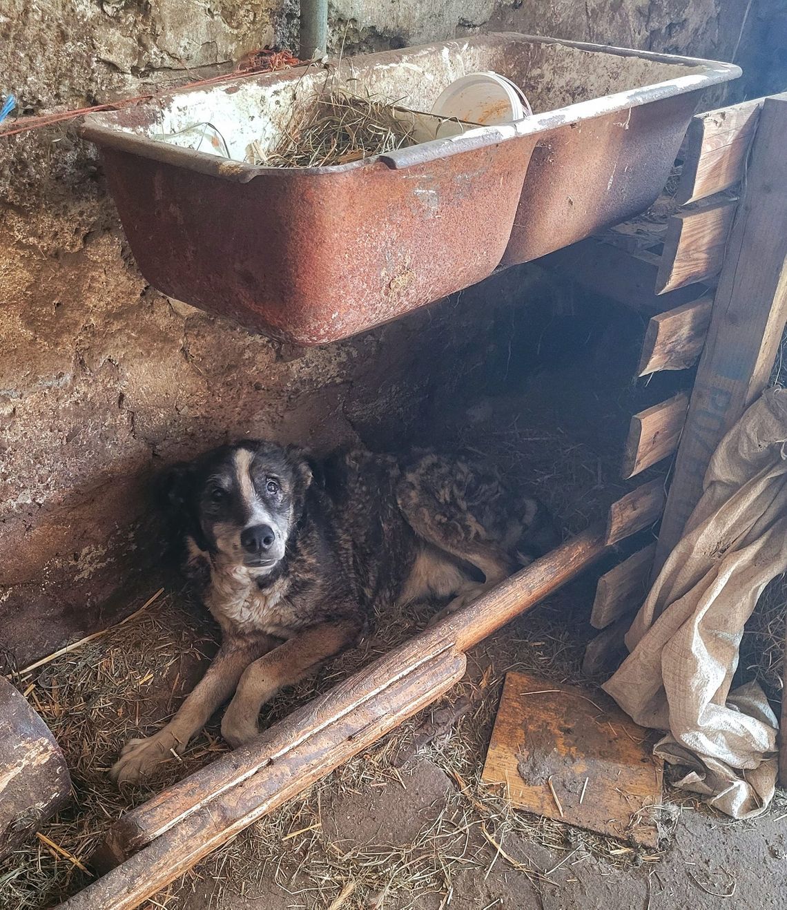 ,,Biłam kiedy zasłużył''. Horror zwierząt w podkaliskiej wsi