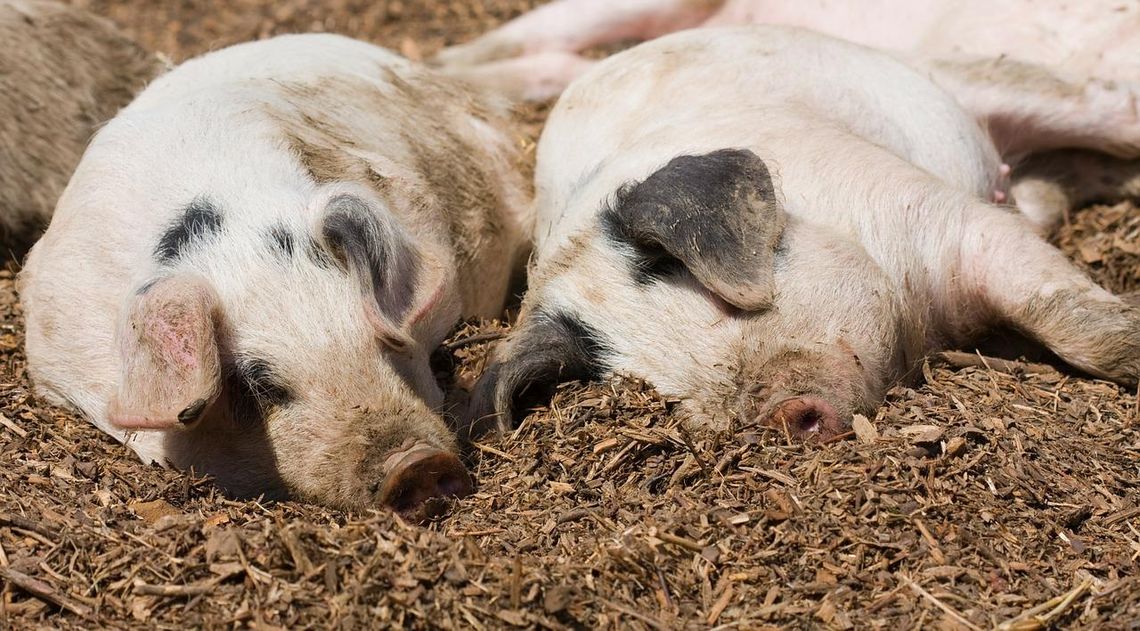 Bioasekuracja w hodowlach. Wszystko przez afrykański pomór świń