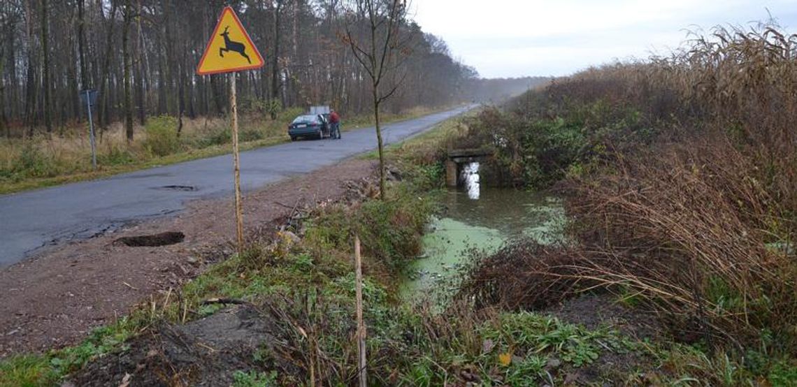 Bobry atakują - najpierw "zjadły" drogę, teraz most