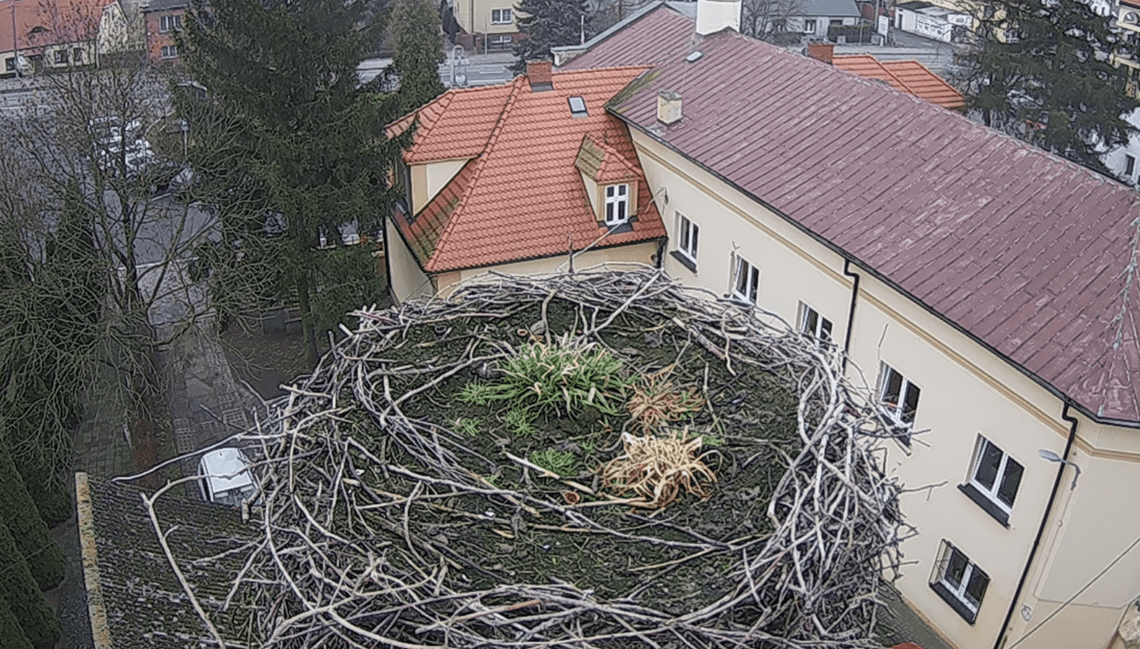 Bocianie gniazdo Przygody i Dziedzica w Przygodzicach gotowe. Rok temu samiec już czekał na swoją partnerkę