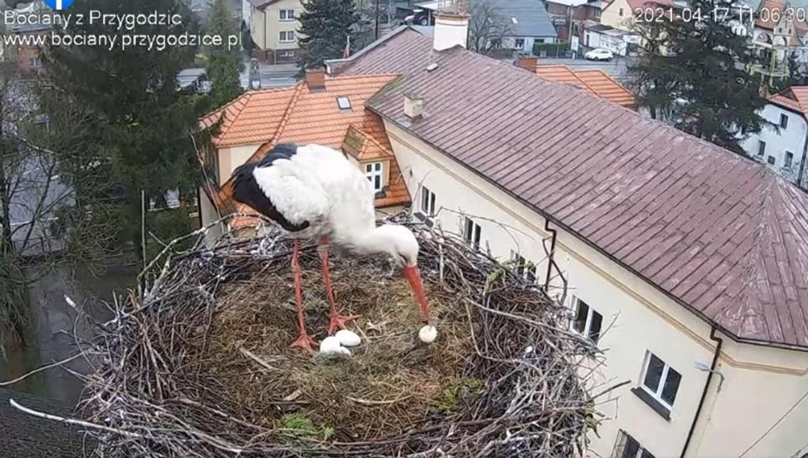 Bociany wyrzuciły jajo. W tym roku Przygoda i Dziedzic doczekają się  najwyżej trójki potomstwa