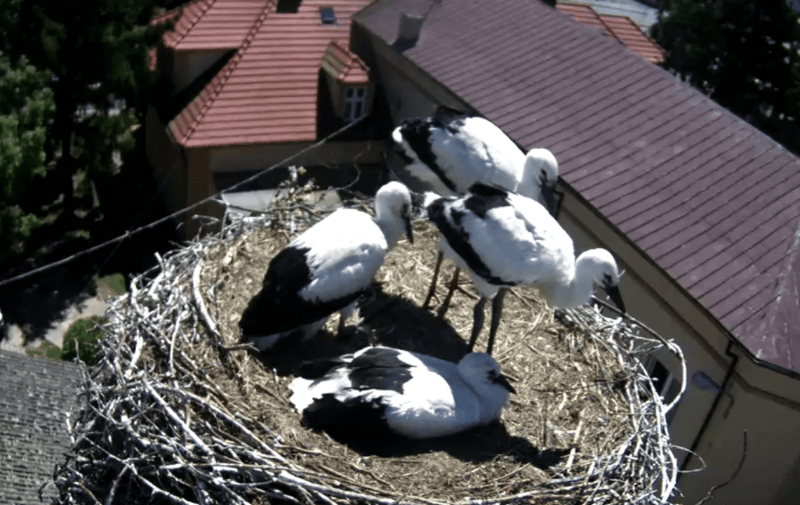 Bociany z Przygodzic rosną jak na drożdżach. Maluchy skończyły miesiąc