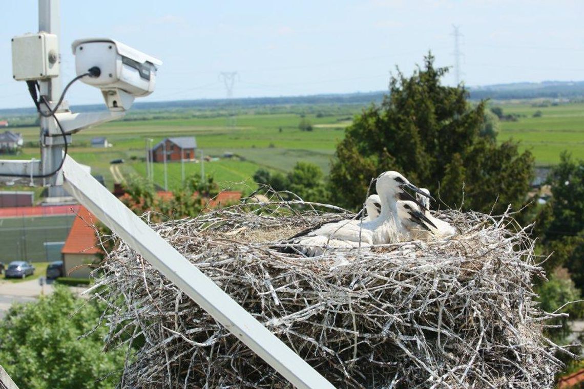 Bociany z Przygodzic zostały zaobrączkowane i otrzymały imiona ZDJĘCIA