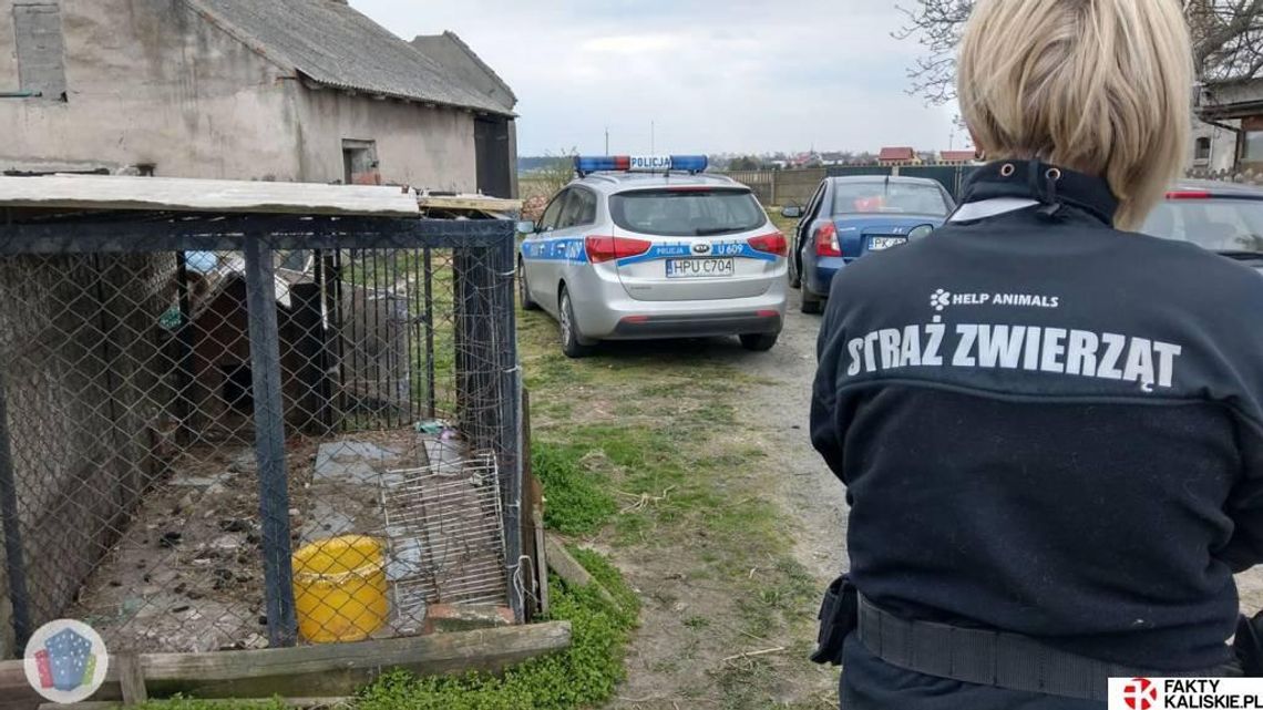 Brutalnie zabił i spalił psy, znęcał się nad królikami. Mieszkańcowi Śliwnik grozi 5 lat więzienia