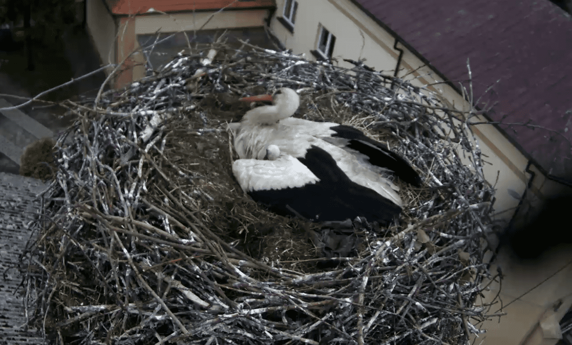 Cztery boćki już na świecie, co z piątym jajem? Internauci zaniepokojeni sytuacją w przygodzickim gnieździe