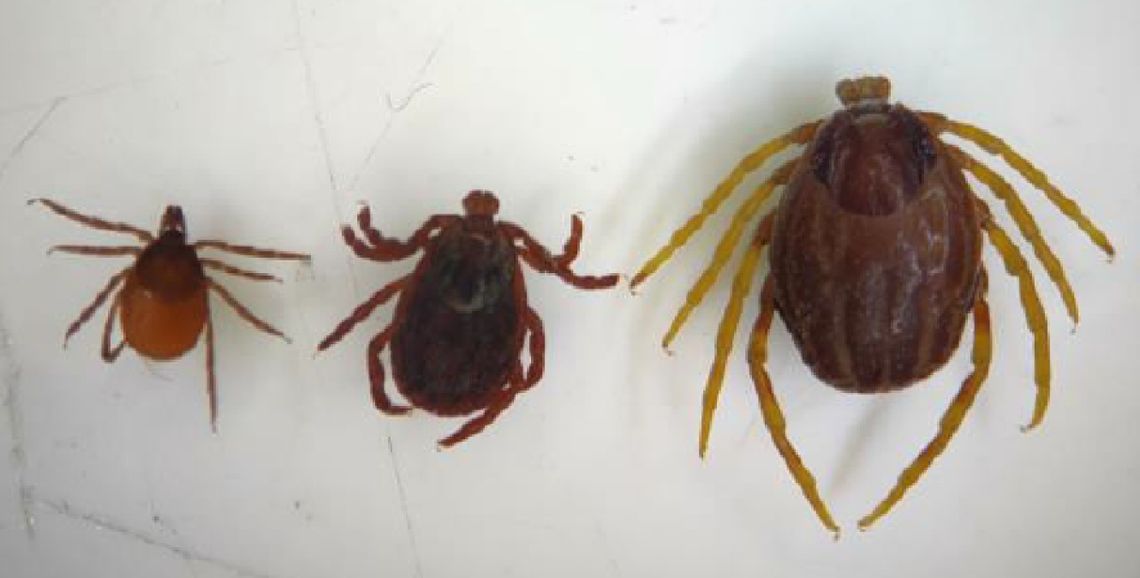 Większy i groźniejszy. Szukają  „Monster ticks”, afrykańskiego kleszcza