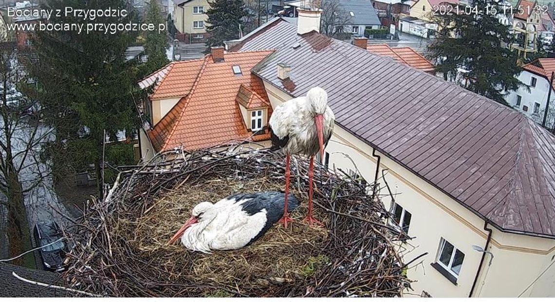 Czwarte jajo u Przygody i Dziedzica. Czy będzie kolejne?