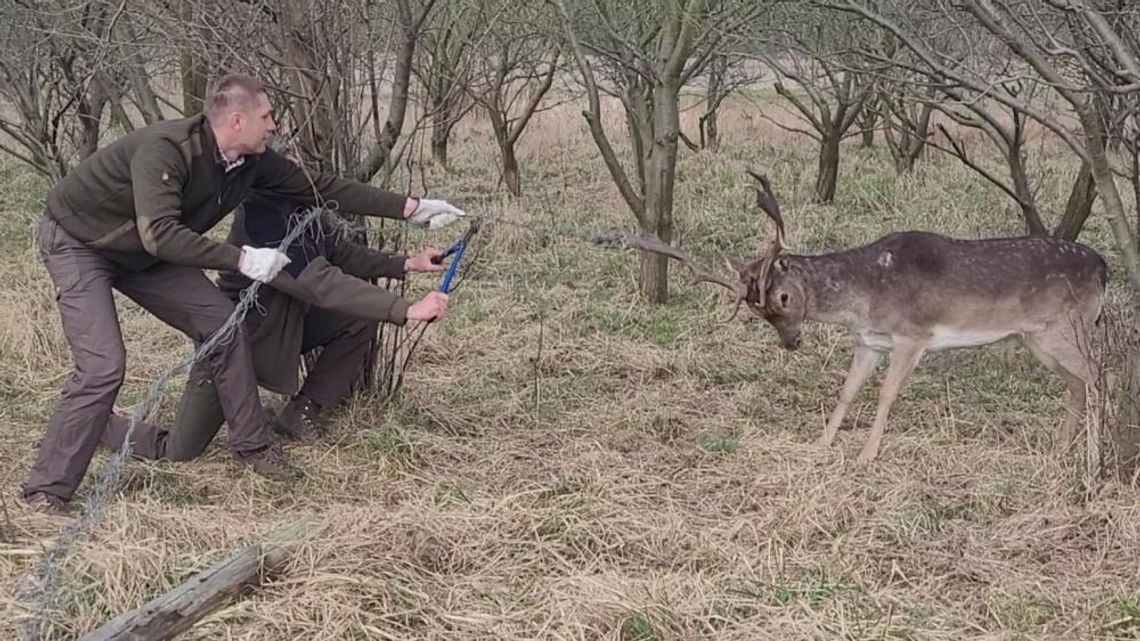 Daniel zaplątał się w drut. Zobacz akcję leśników WIDEO